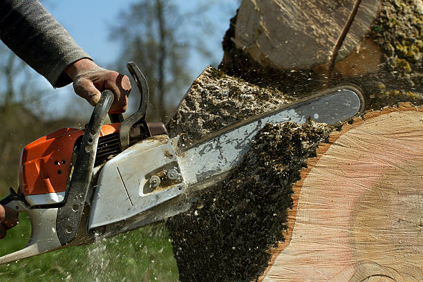 How Our Tree Care Process Works  in  North Puyallup, WA